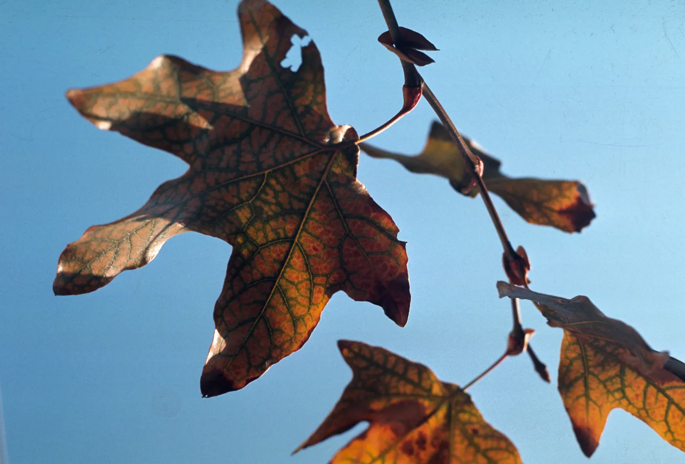 Platanus racemosa branch Trees of Santa Barbara