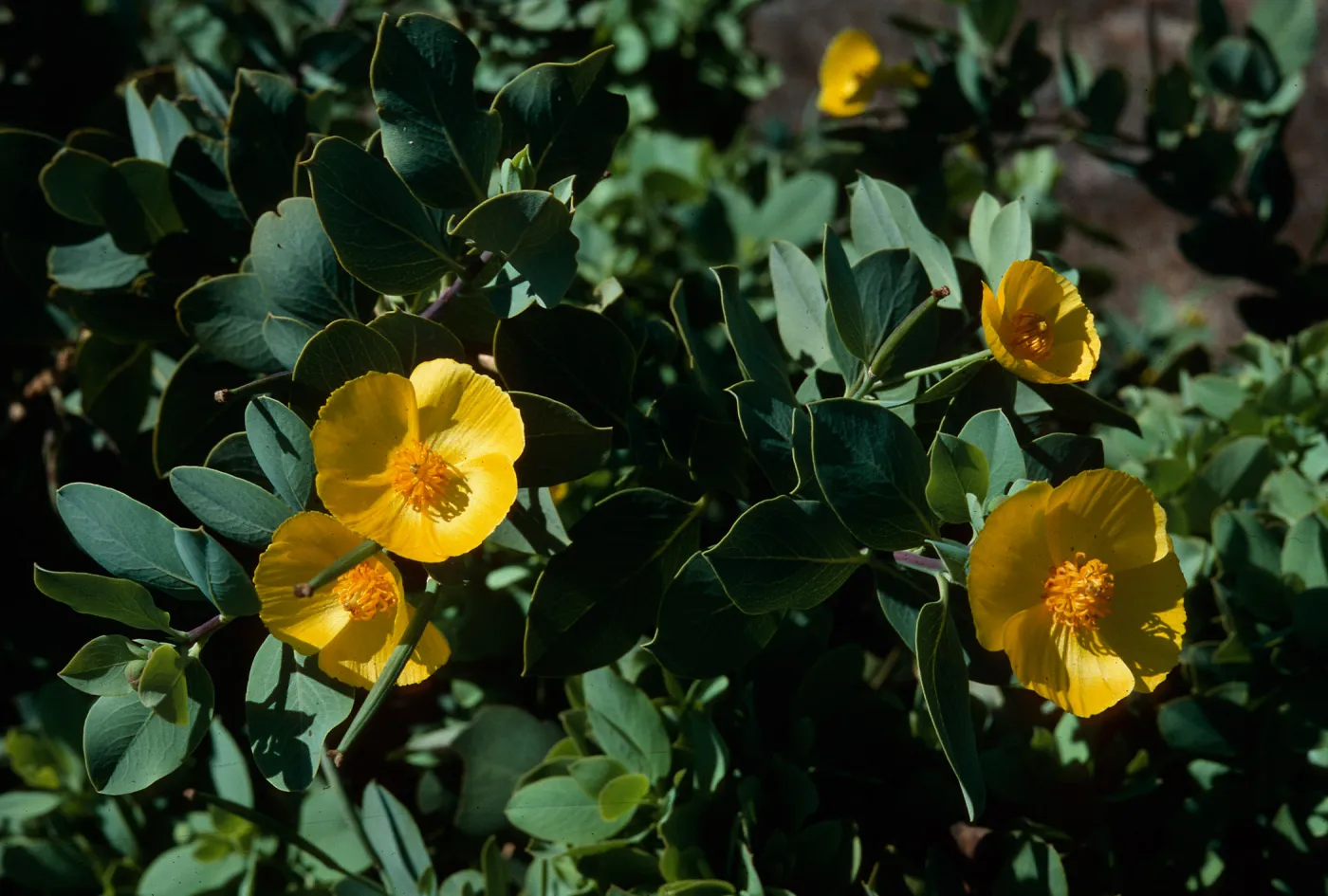 Dendromecon rigida ssp. harfordii, Northern Pines, Santa Cruz Island