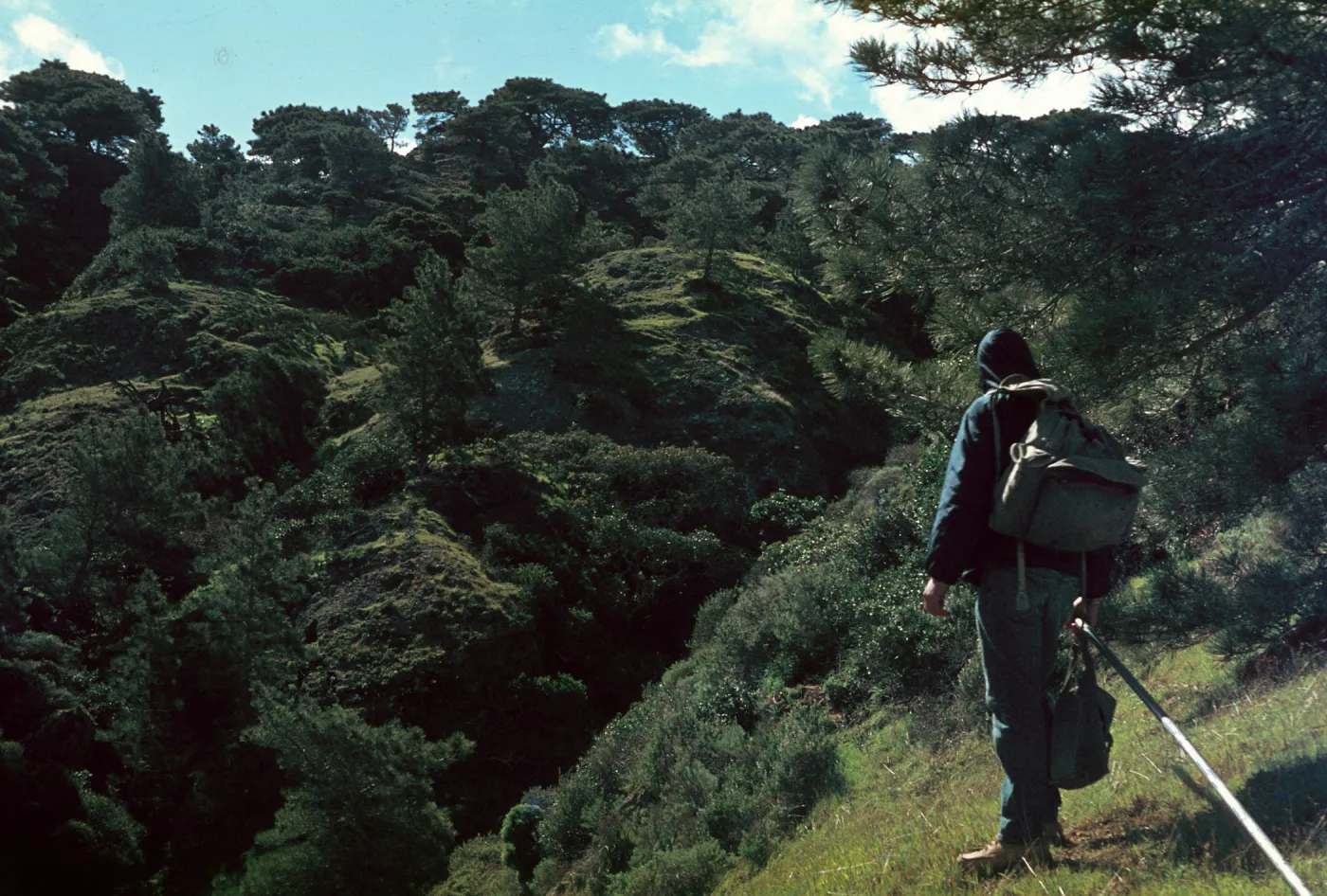 Torrey Pine grove, Santa Rosa Island