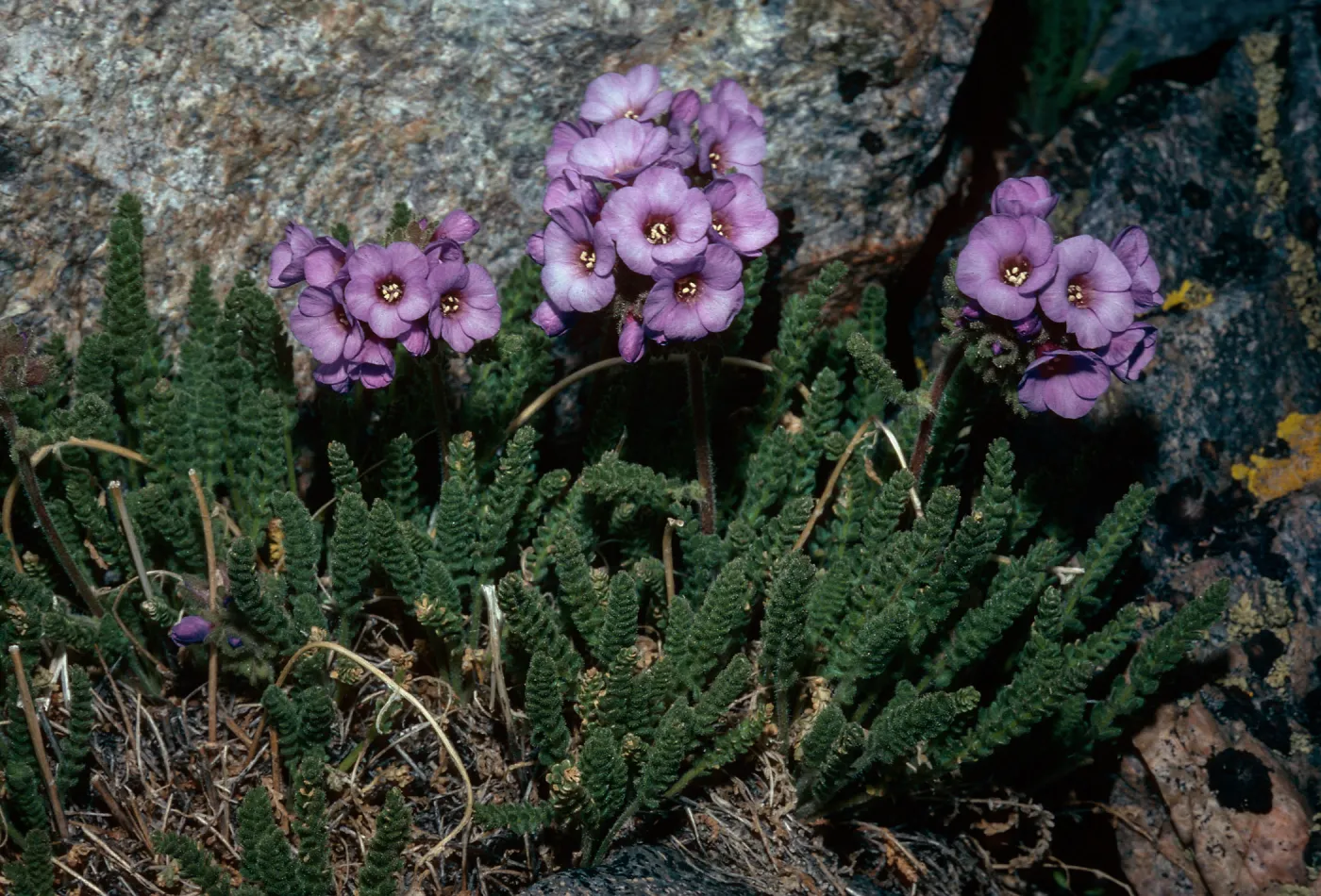 Polemonium eximium, summit of Mt. Dana, Yosemite National Park, Mariposa County
