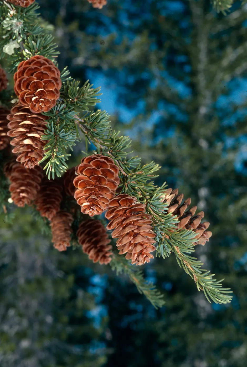 Tsuga mertensiana, Carson Pass, Sierra Nevada, Alpine County