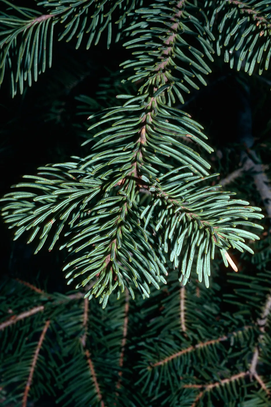 Abies magnifica, Sequoia National Forest