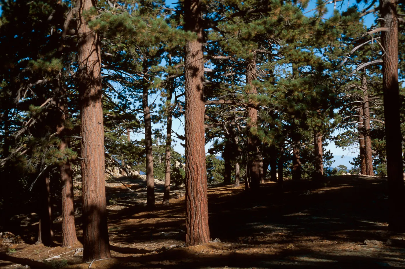 Mt. Pinos, Ventura County
