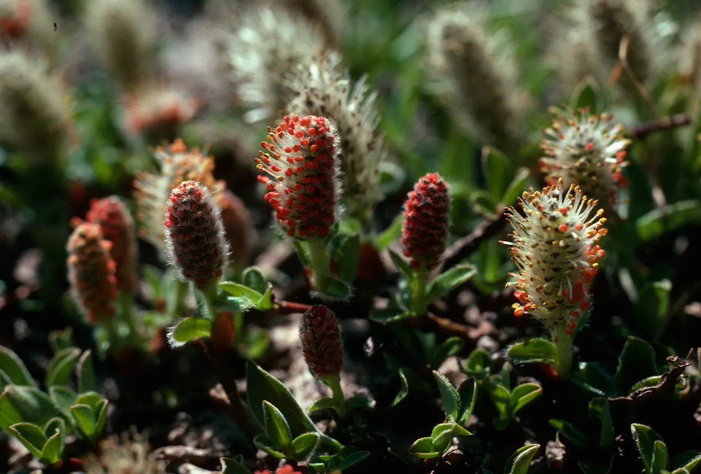 Salix (Willow), anglorum, Upper Virginia Canyon, Yosemite National Park, 10,300 ft., Tuolumne County