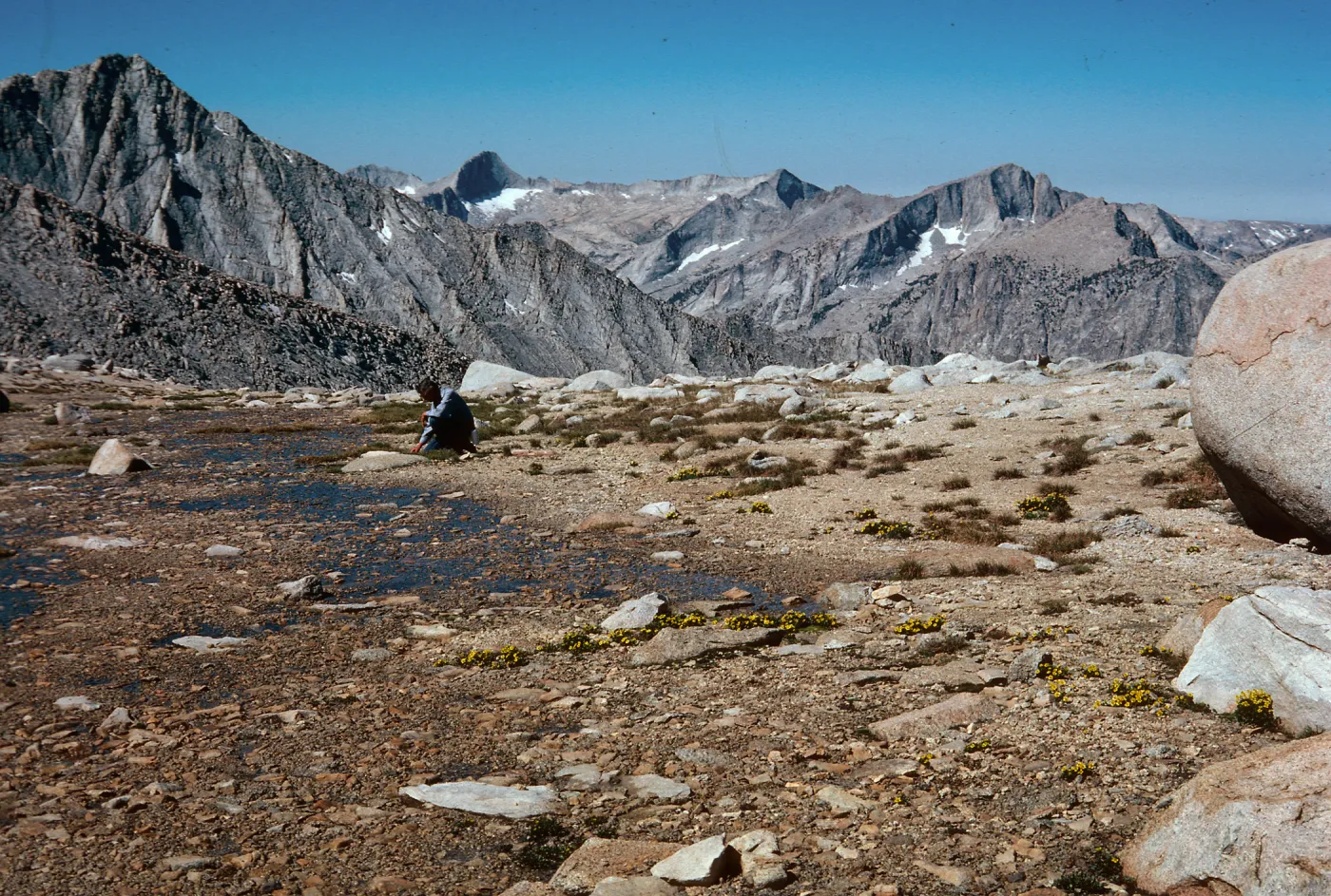 Snowmelt seep, Ranunculus, Carex, W. of Longley Pass, Kings Canyon National Park, Tulare County