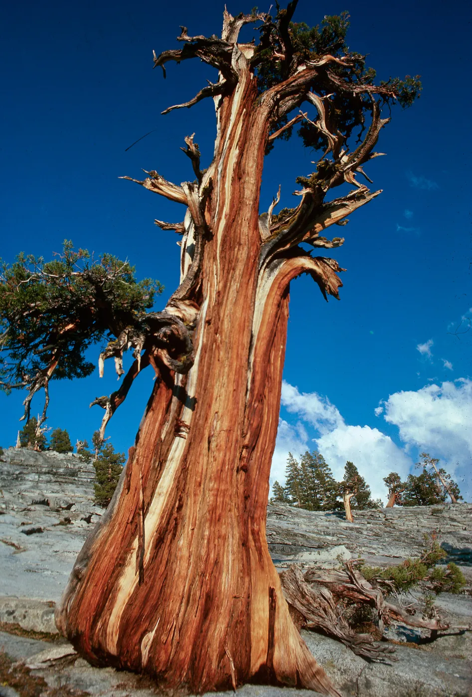 Juniperus occidentalis