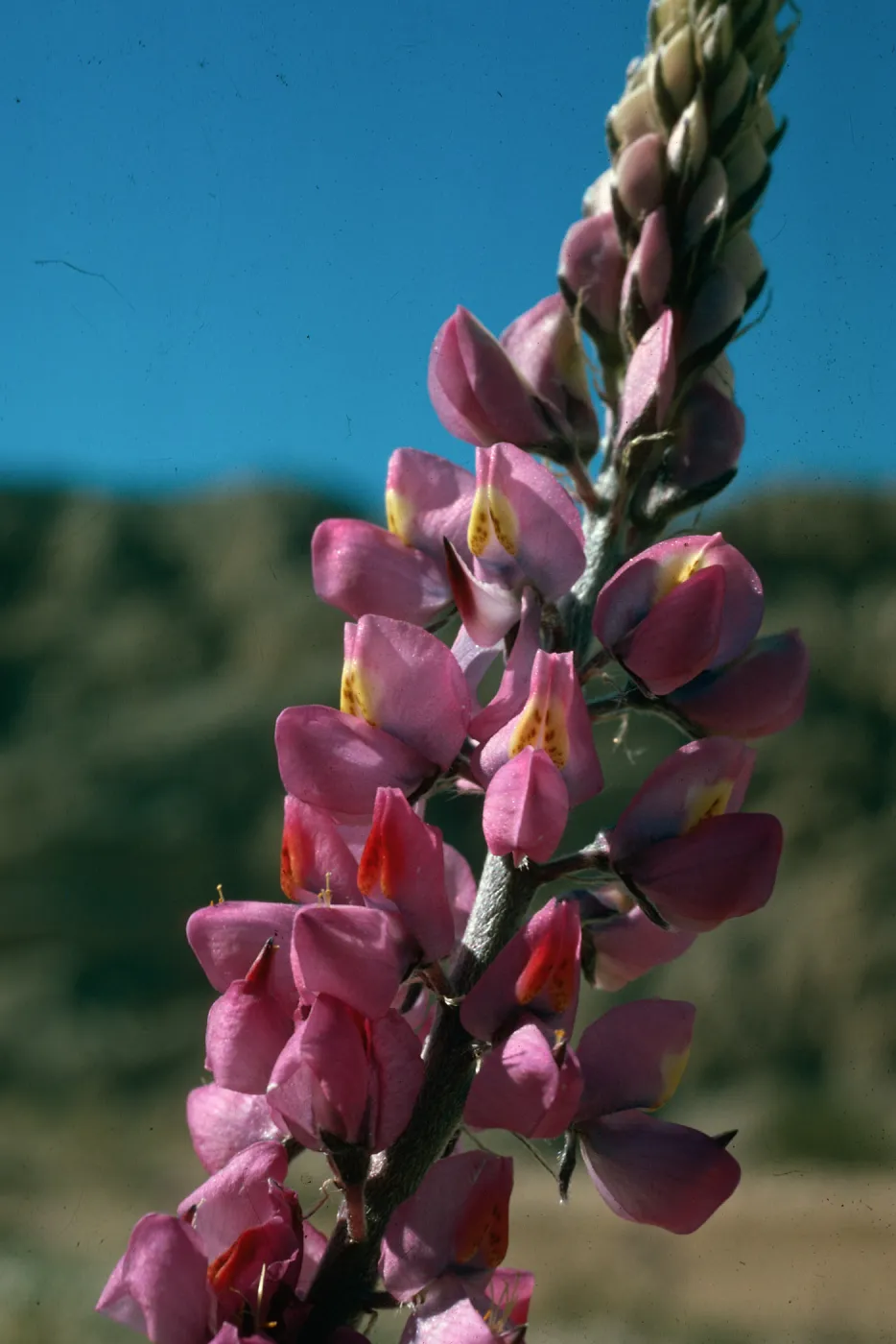 Lupinus arizonicus