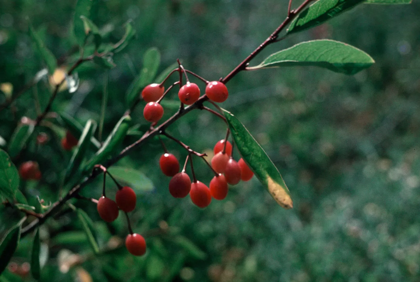 Prunus emarginata, Valentine Camp