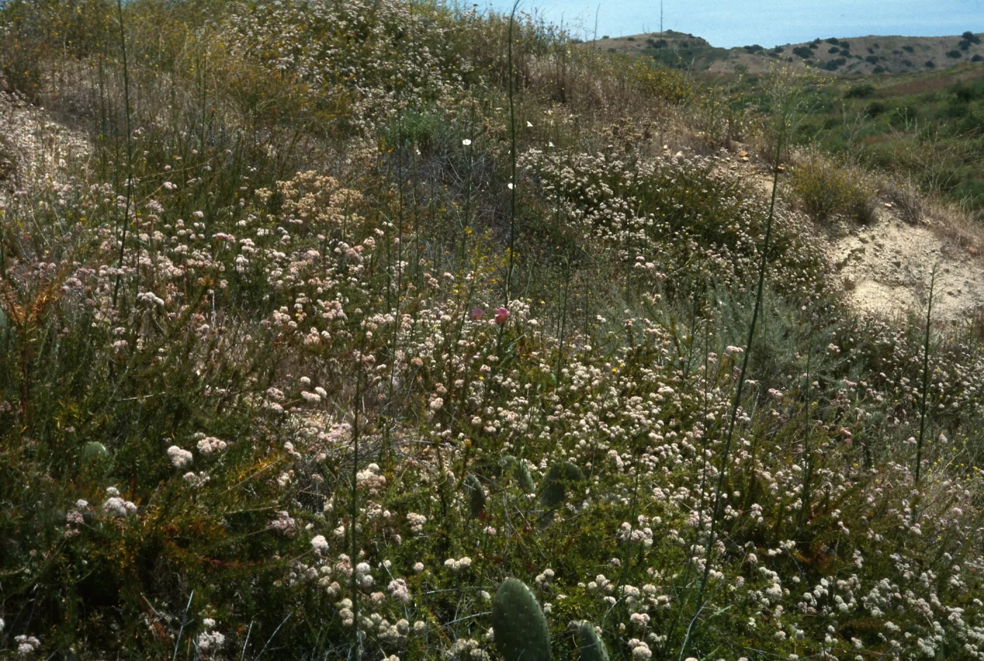 Calochortus weedii var. intermedius, Yorba Linda, CA