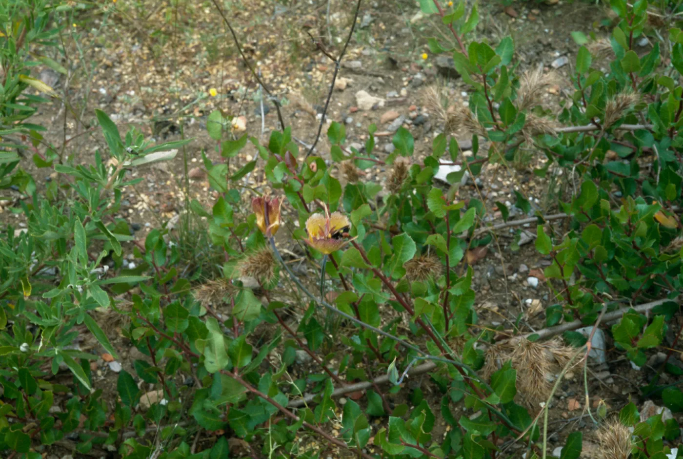 Calochortus weedii var. intermedius, Crystal Cove, Orange County, CA. Bumble Bee Polination