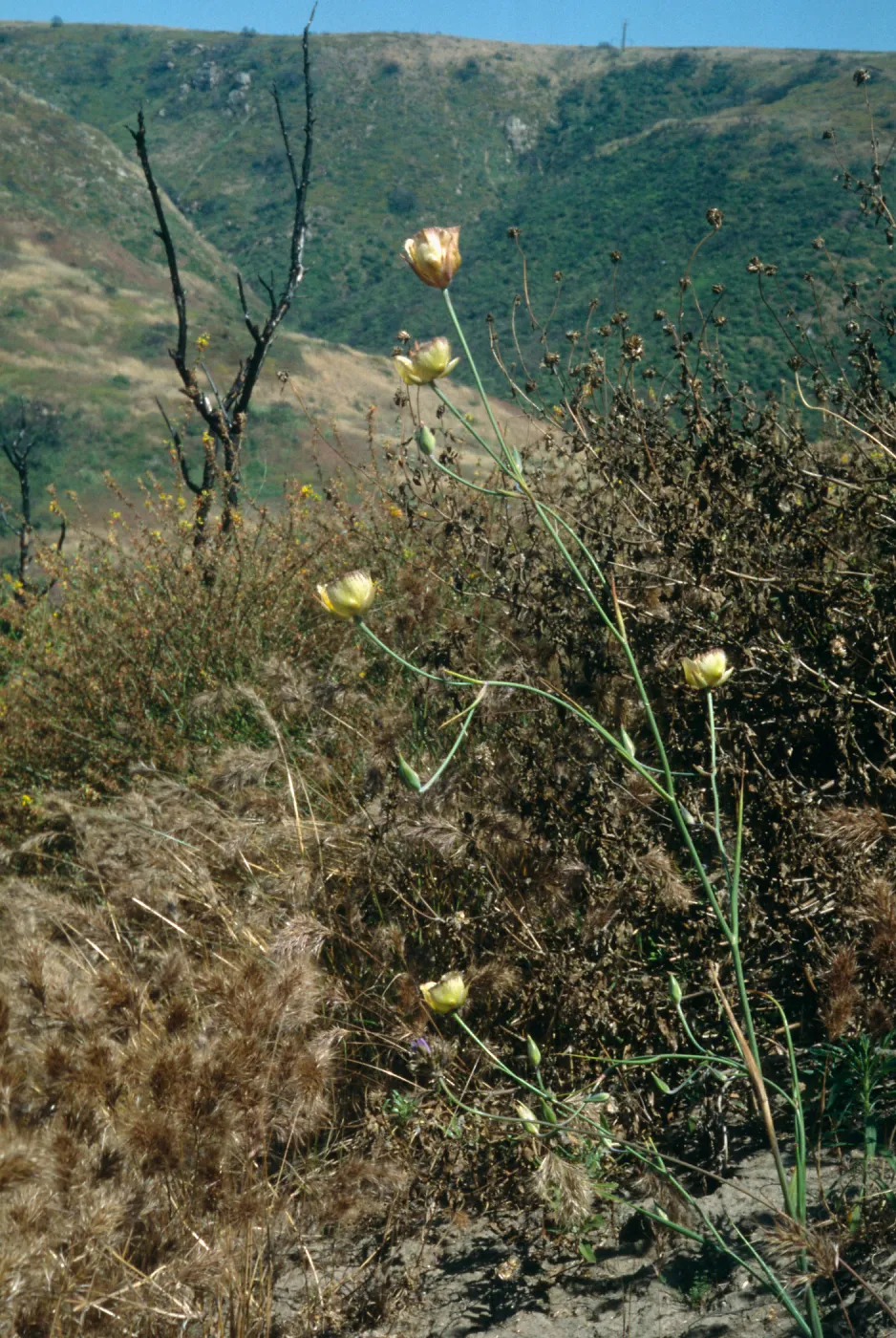 Calochortus weedii var. intermedius, Crystal Cove, Orange County, CA