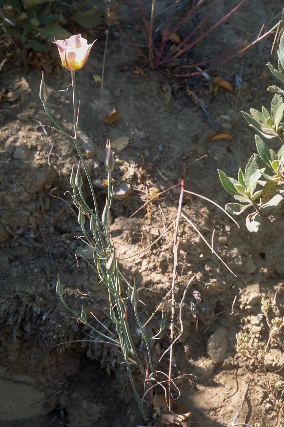 Calochortus weedii var. vestus, Santa Susana Mountains, Los Angeles, California