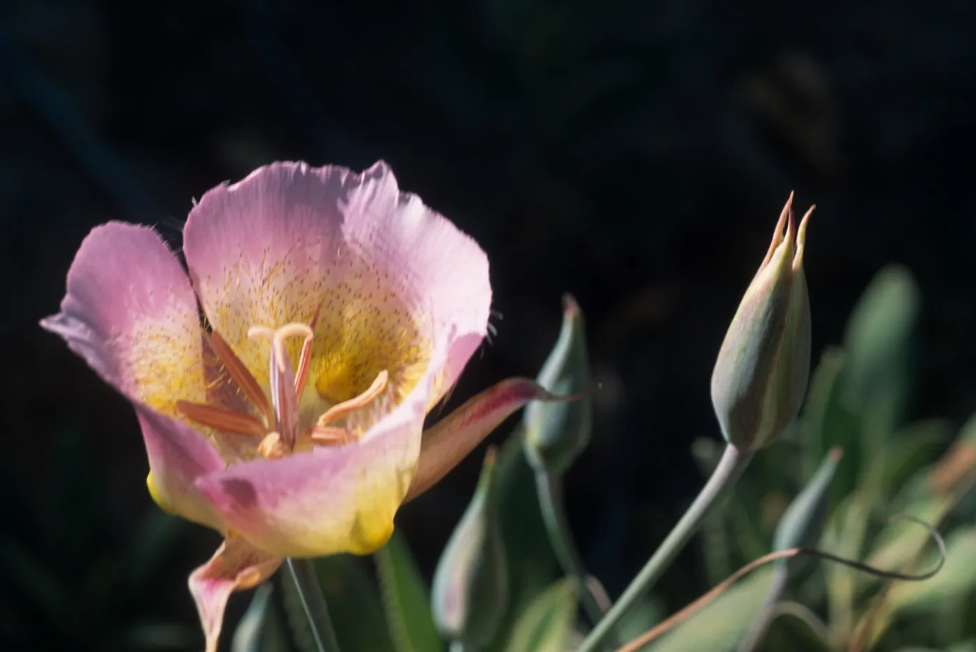 Calochortus weedii var. vestus