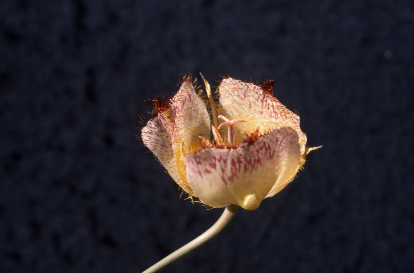 Calochortus weedii var. vestus