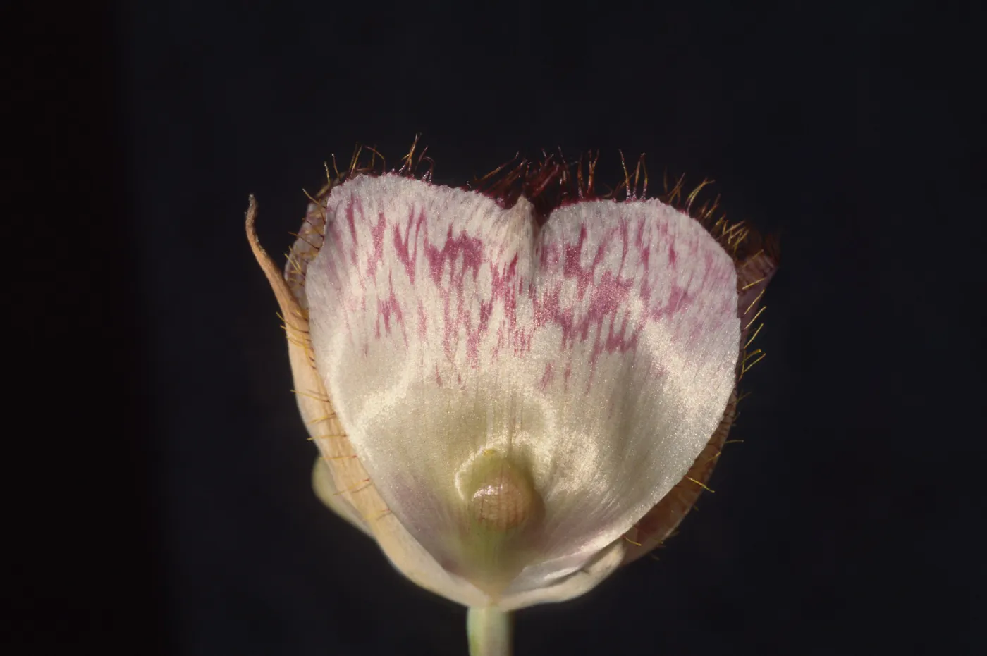 Calochortus weedii var. vestus cross section view