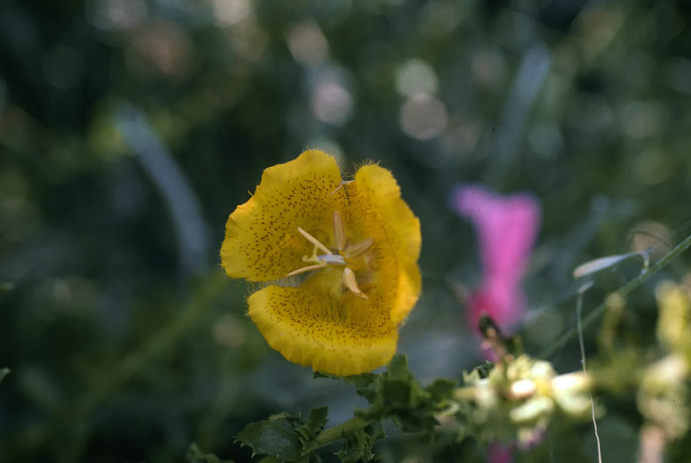 Calochortus weedii var. vestus 