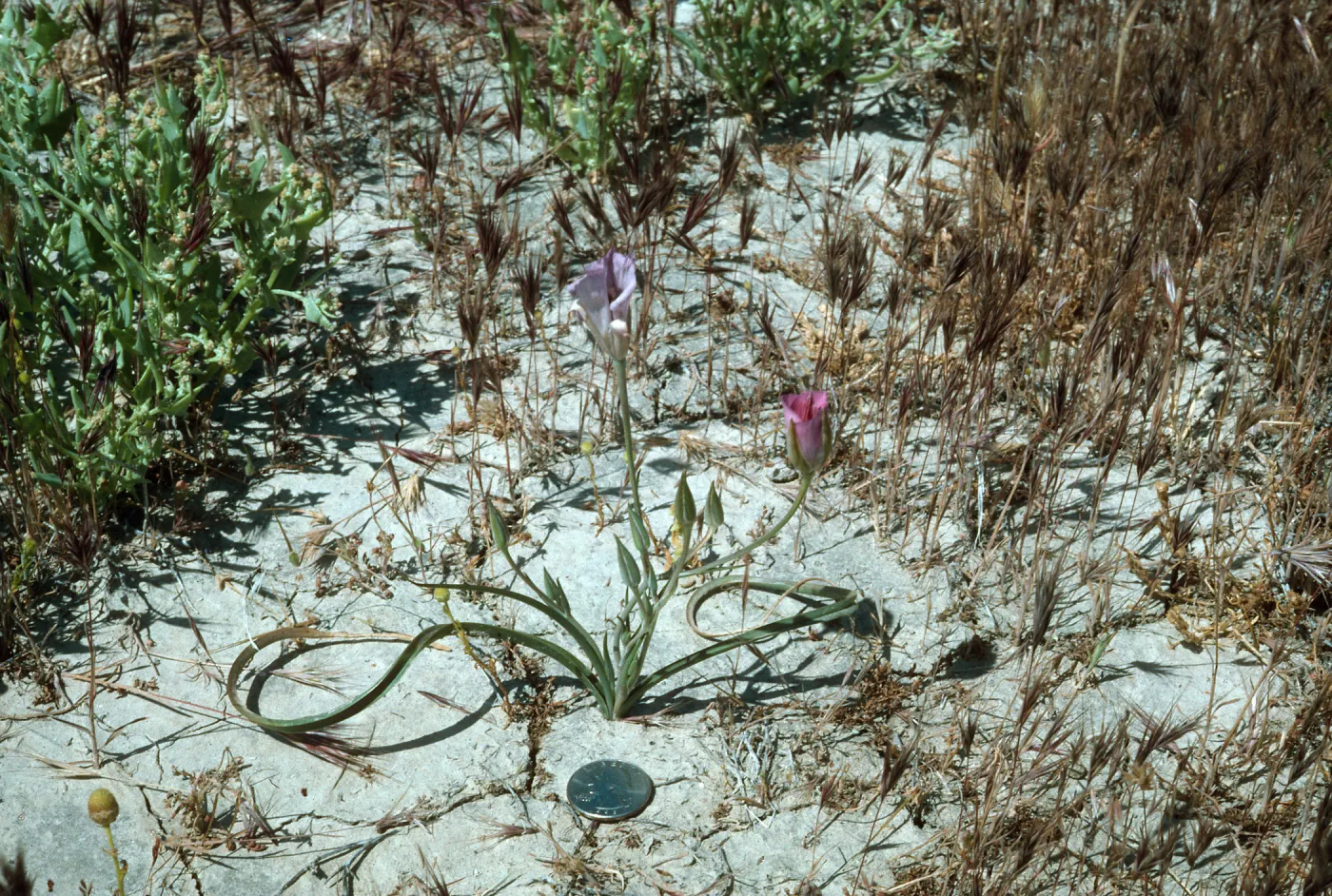 Calochortus splendens Habitat, Lancaster, CA