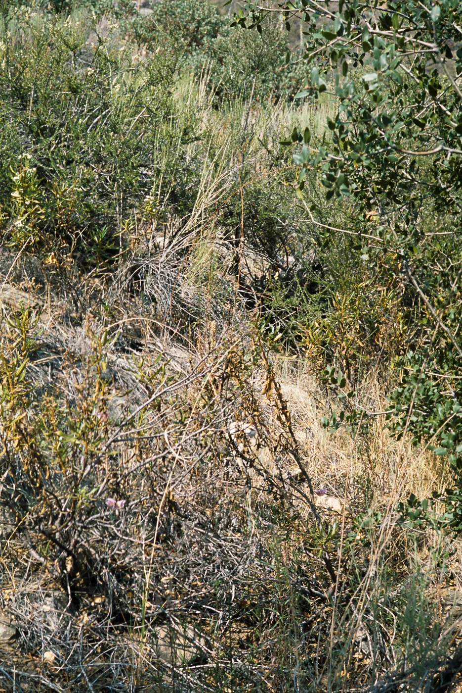 Calochortus plummerae, Angelus Oaks, San Bernardino, CA