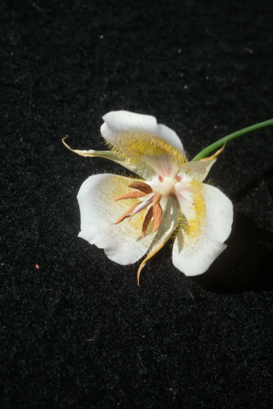 Calochortus plummerae, Bichota Canyon, Angeles National Forest