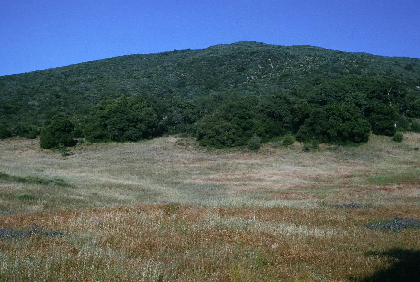  Calochortus splendens, Calochortus albus chapparal habitat Descanso, CA