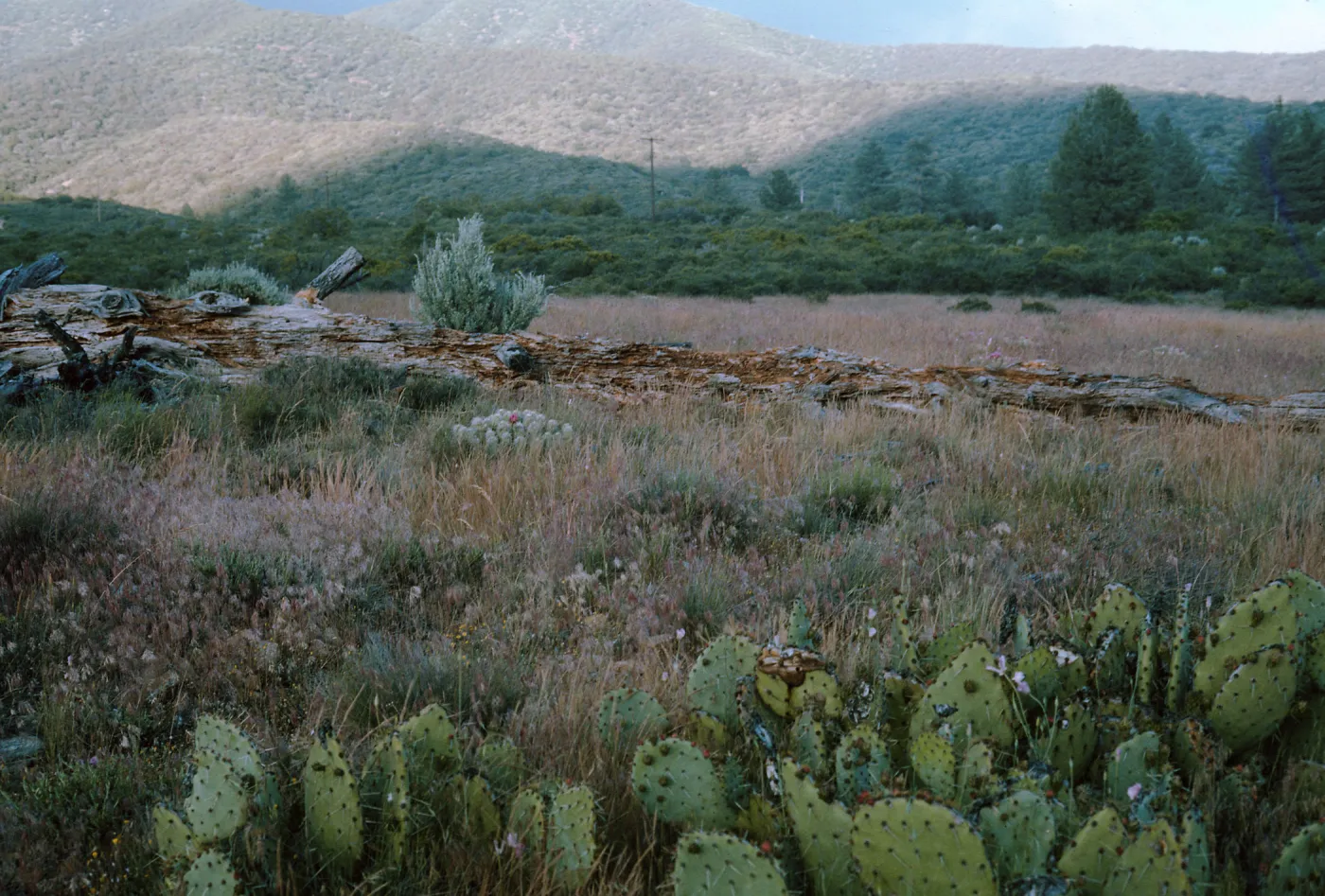 Calochortus Palmeri Habitat, also Allium parryi, Garner Valley, Angeles National Forest