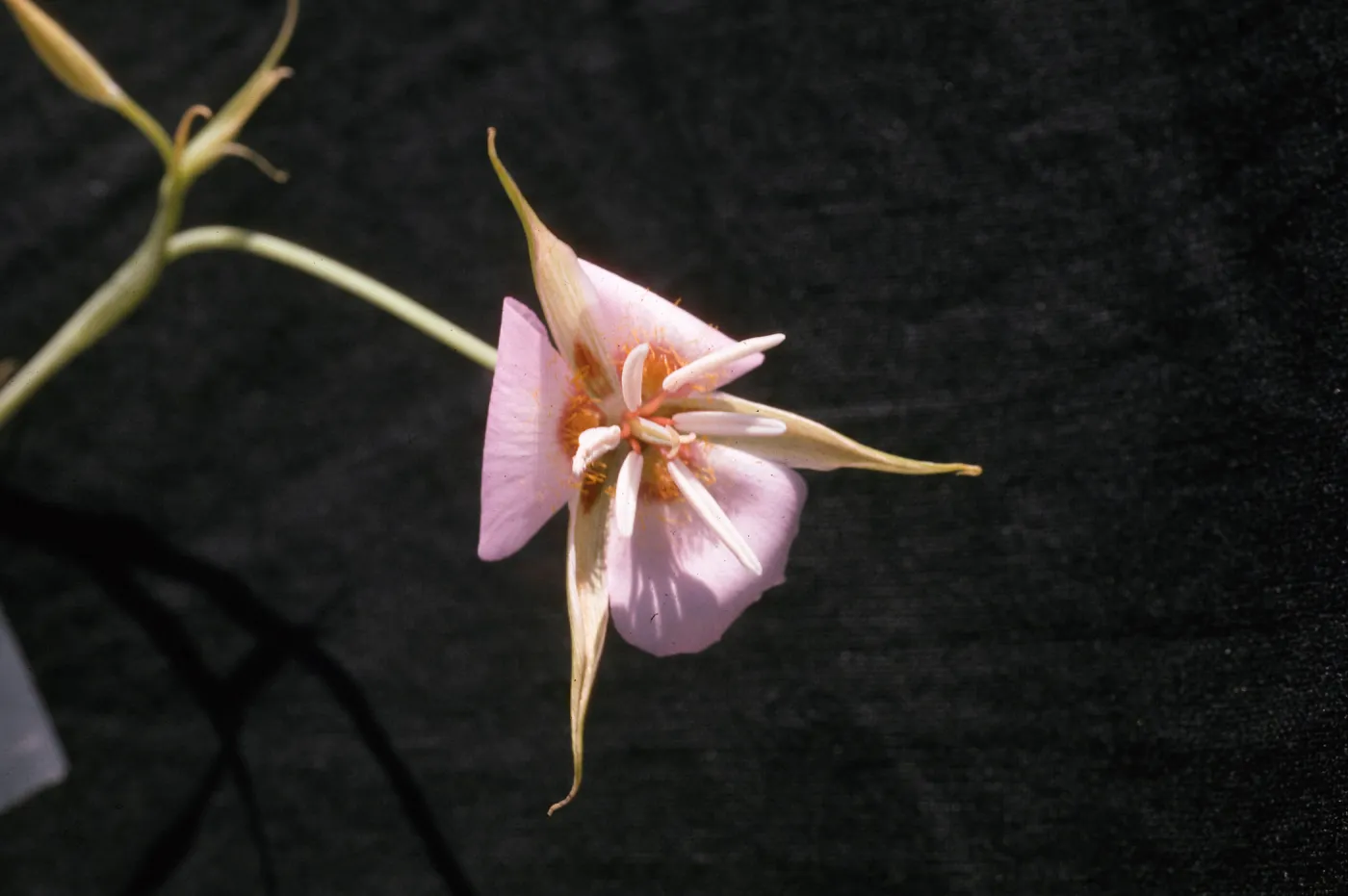 Calochortus palmeri var. palmeri