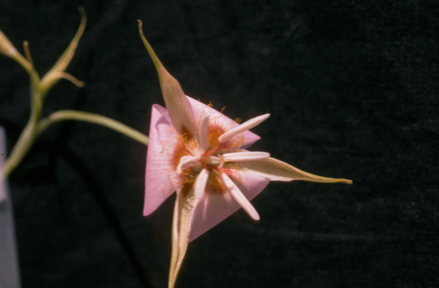 Calochortus palmeri var. palmeri