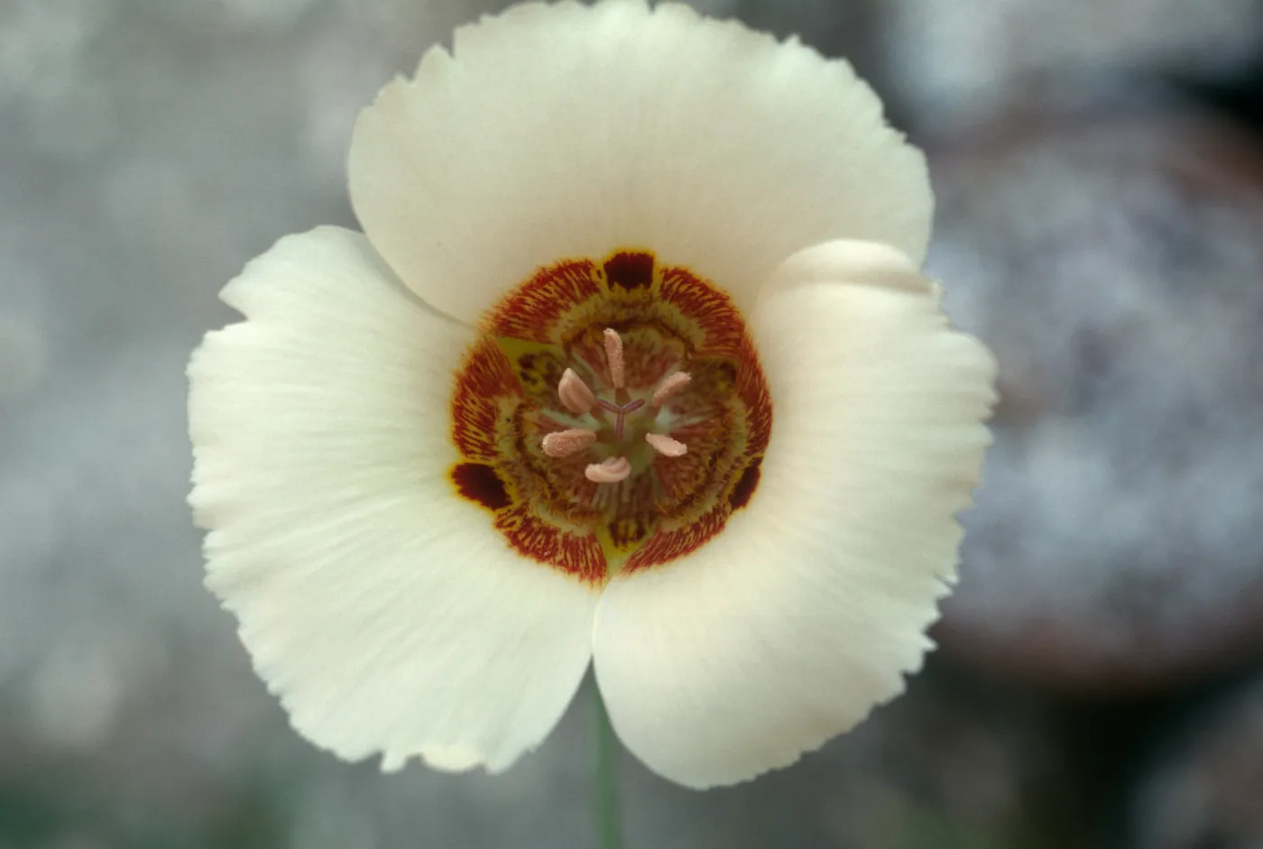 Calochortus superbus