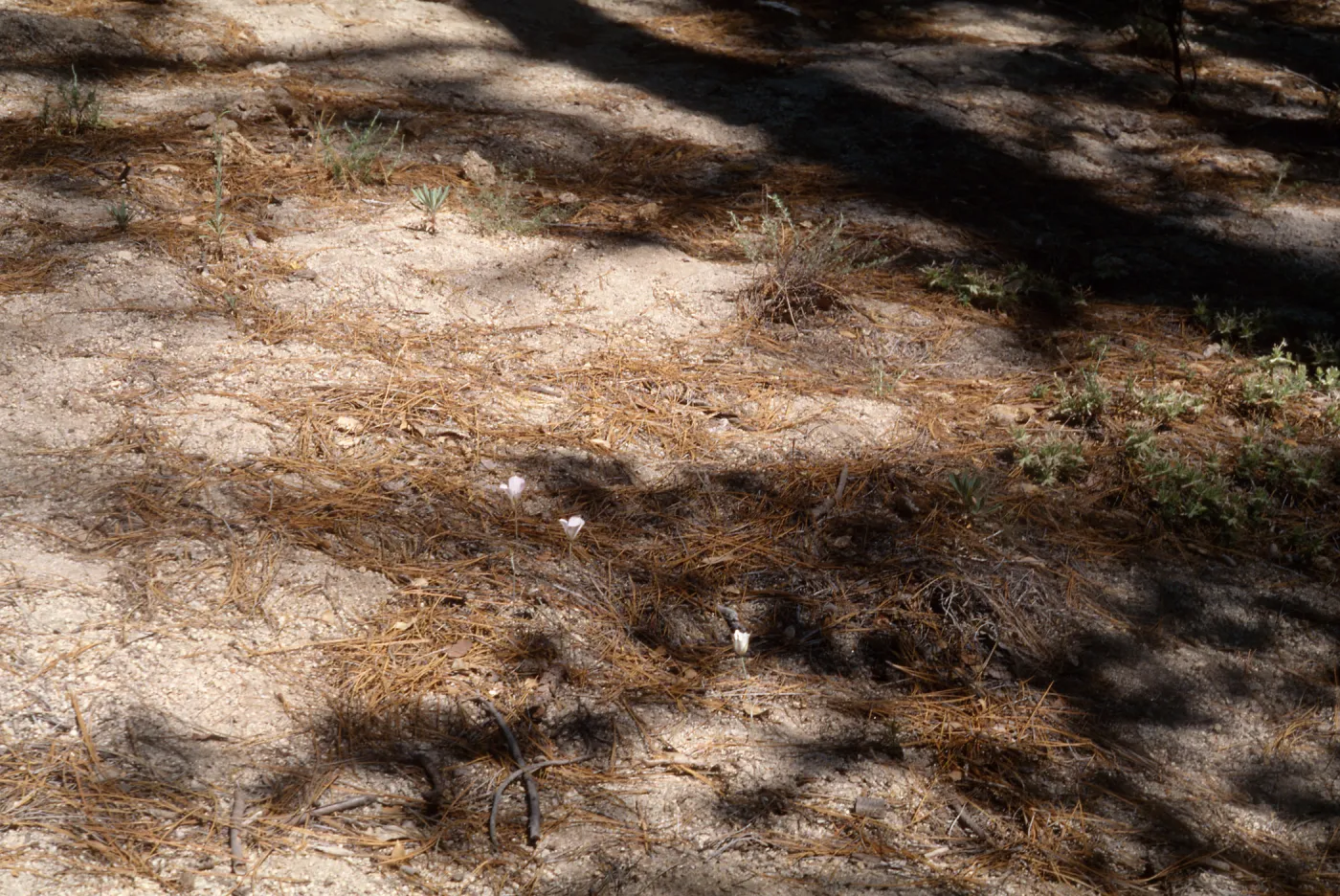 Calochortus invenustus, San Jacinto Mountains Dark Canyon