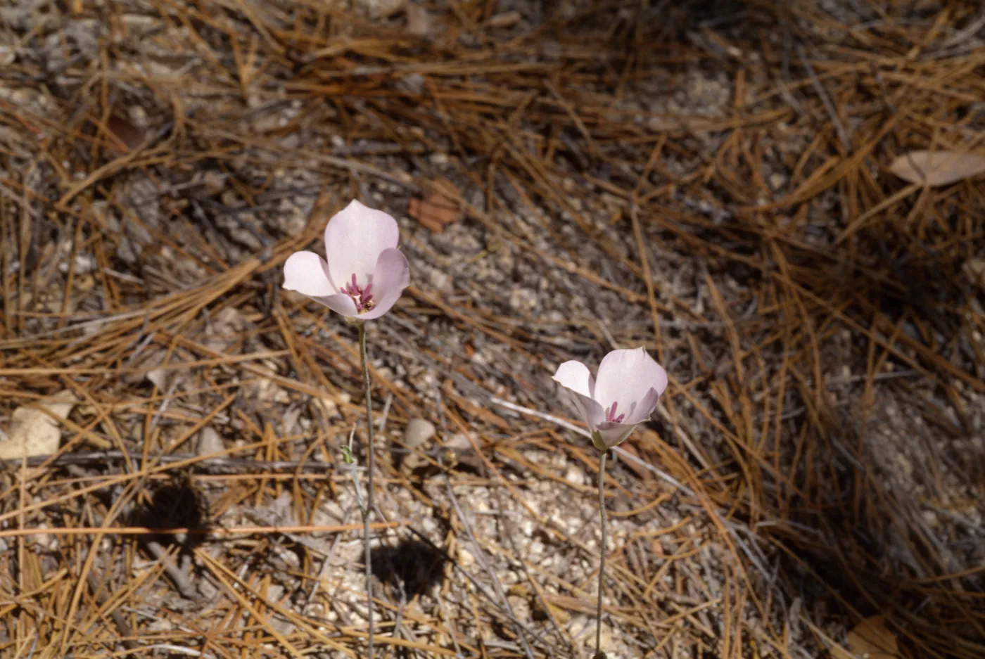 Calochortus invenustus , San Jacinto Mountains, Dark Canyon, San Bernardino National Forest, Riverside County