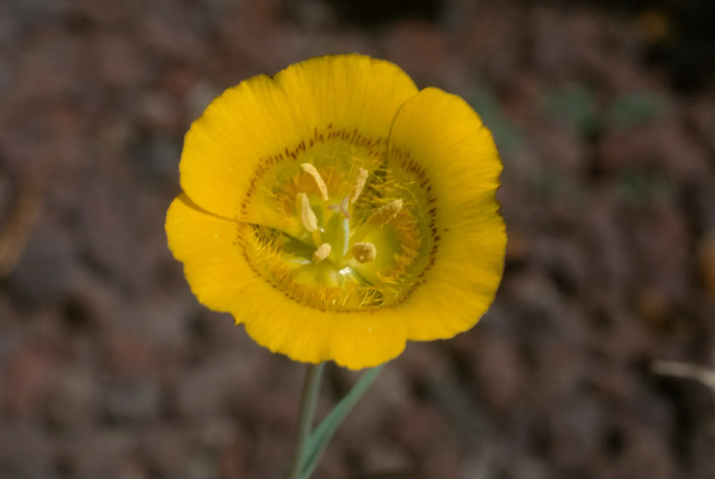 Calochortus luteus
