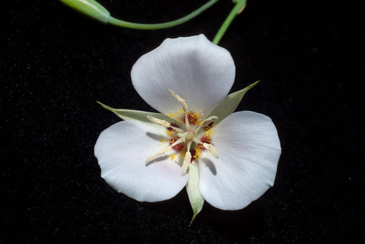 Calochortus palmeri var. munzii, Hwy 74, Mile 70