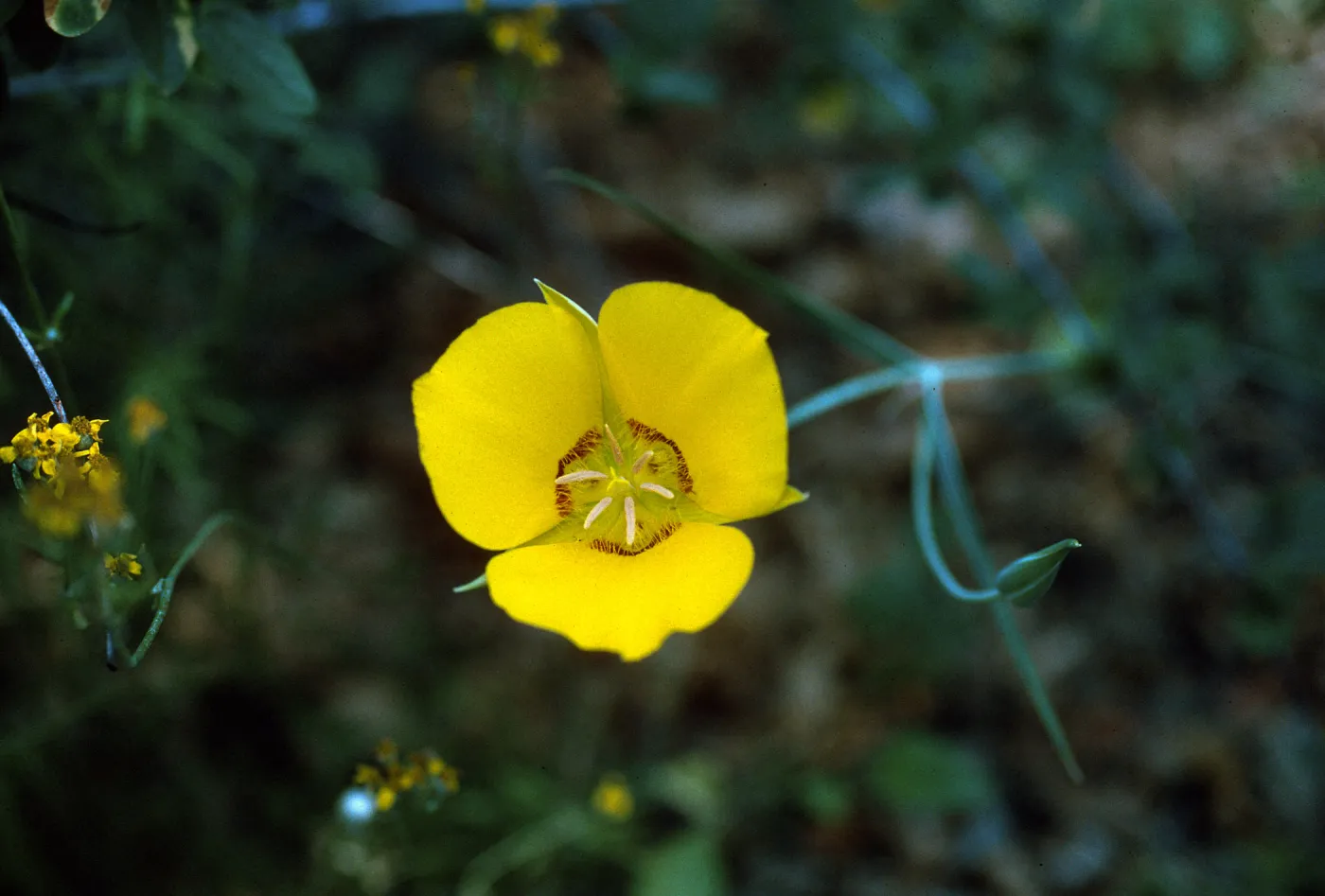 Calochortus concolor