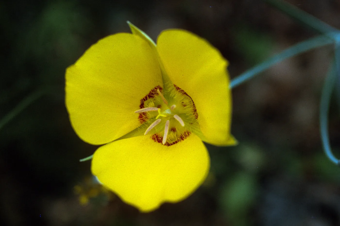 Calochortus concolor