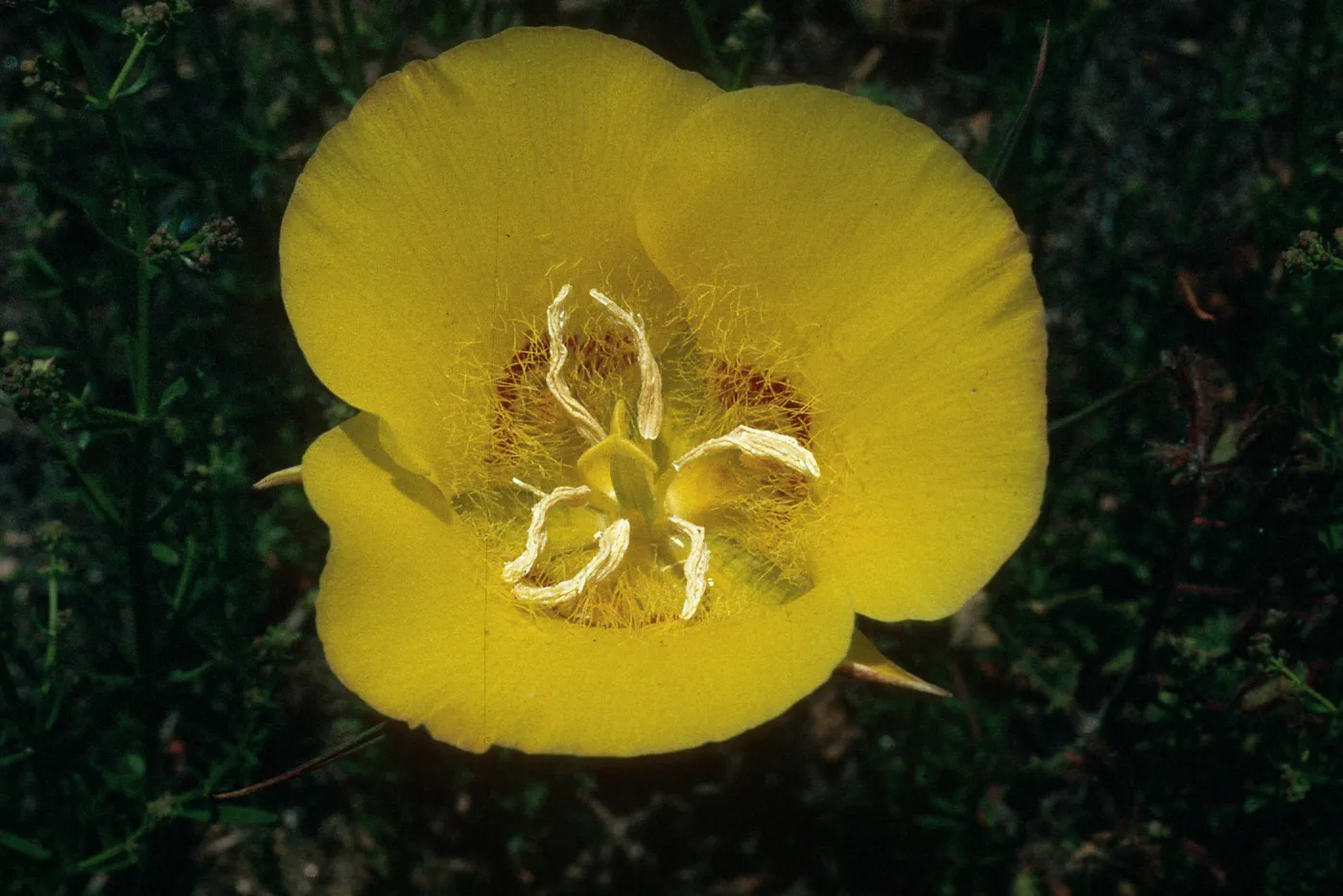 Calochortus concolor, Palomar Mountain, Cleveland National Forest