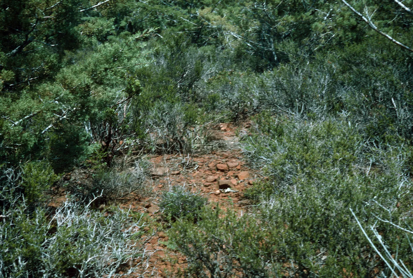 Calochortus dunnii habitat, Inspiration Point, Cuyamaca Mountains, south off Hwy 79