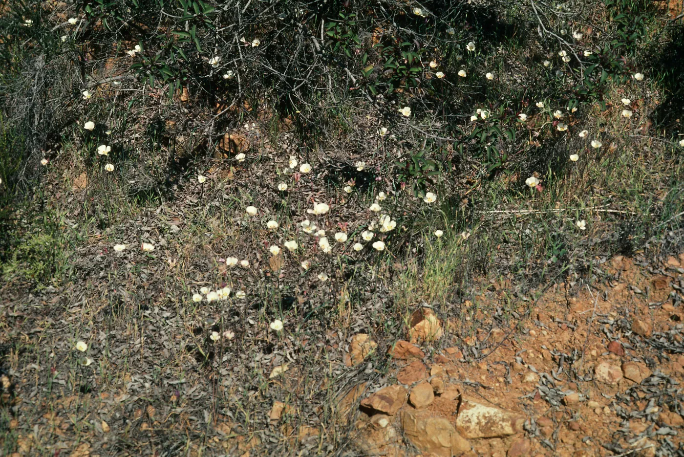 Calochortus dunnii, North face of San Miguel Mountain, along Miller Ranch Road, Peninsular Range, San Ysidro Mountains