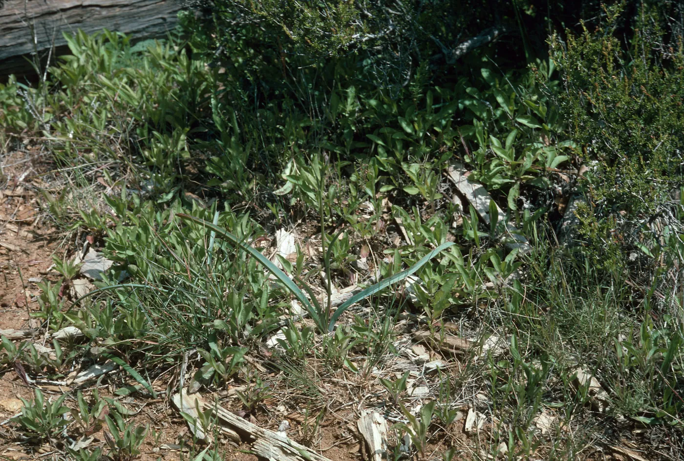 Calochortus dunnii, Inspiration Point; along road to overlook and up hill to south, off Hwy 79