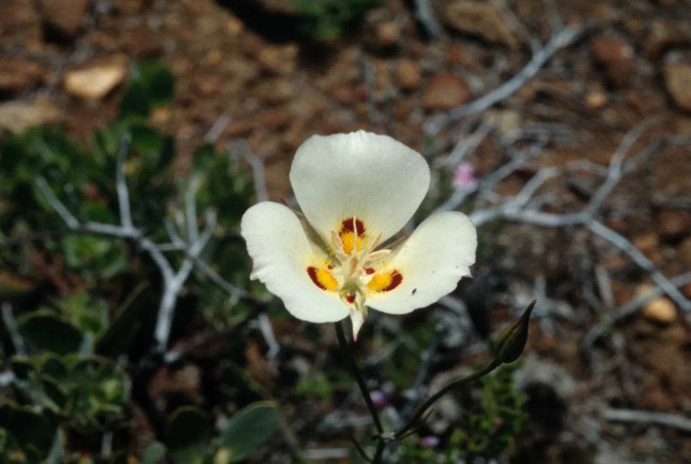 Calochortus dunnii, Inspiration Point; along road to overlook and up hill to south, off Hwy 79