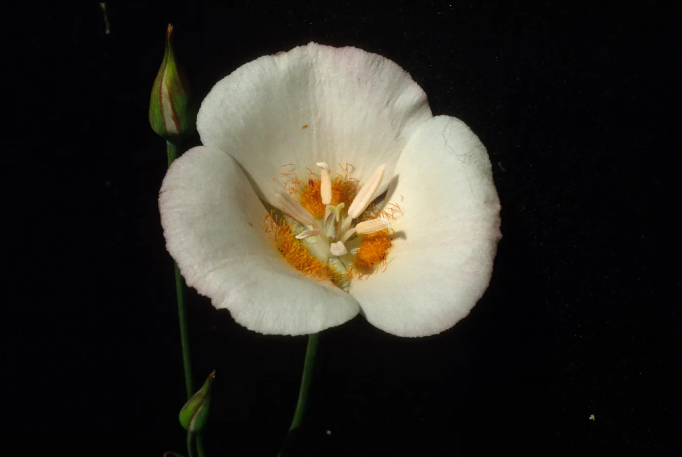 Calochortus dunnii, Inspiration Point; along road to overlook and up hill to south, off Hwy 79