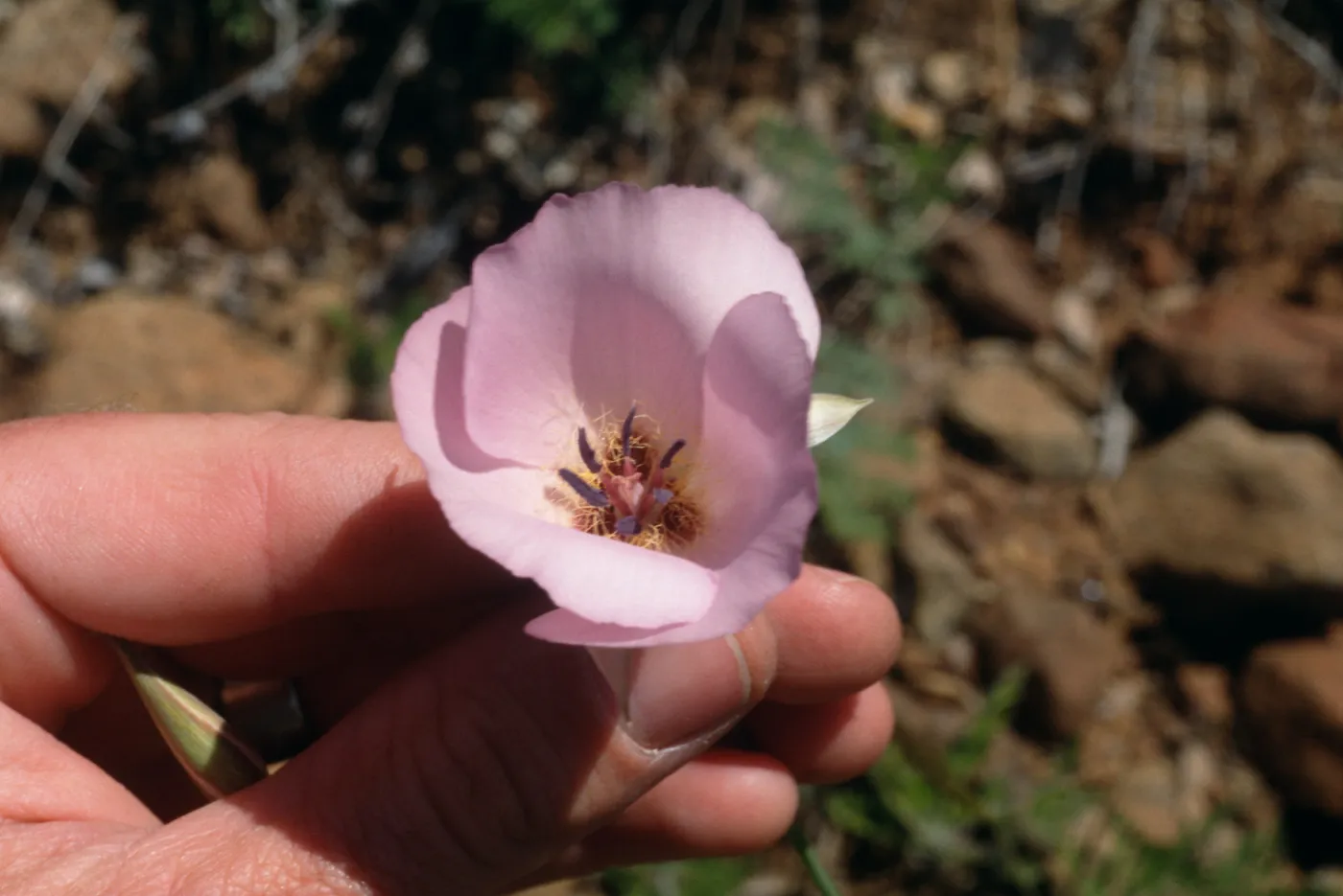Calochortus dunnii spendens hybrid, Cuyamaca Mountains, Guatay Mountain; betweem old hyw 70 and I-8, east of Descanso, west of Pine Valley; near 32.84694-116.57305, San Diego County