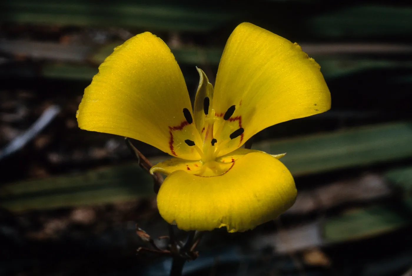 Calochortus clavatus var. gracilis