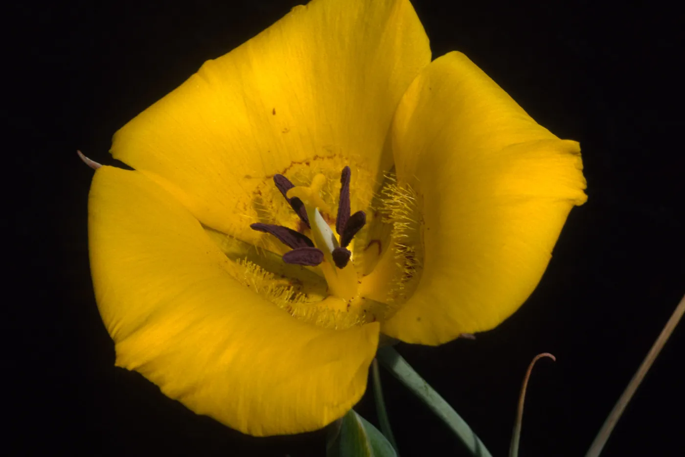Calochortus clavatus var. gracilis; Look Out Mountain Trail; Angeles National Forest; Los Angeles County