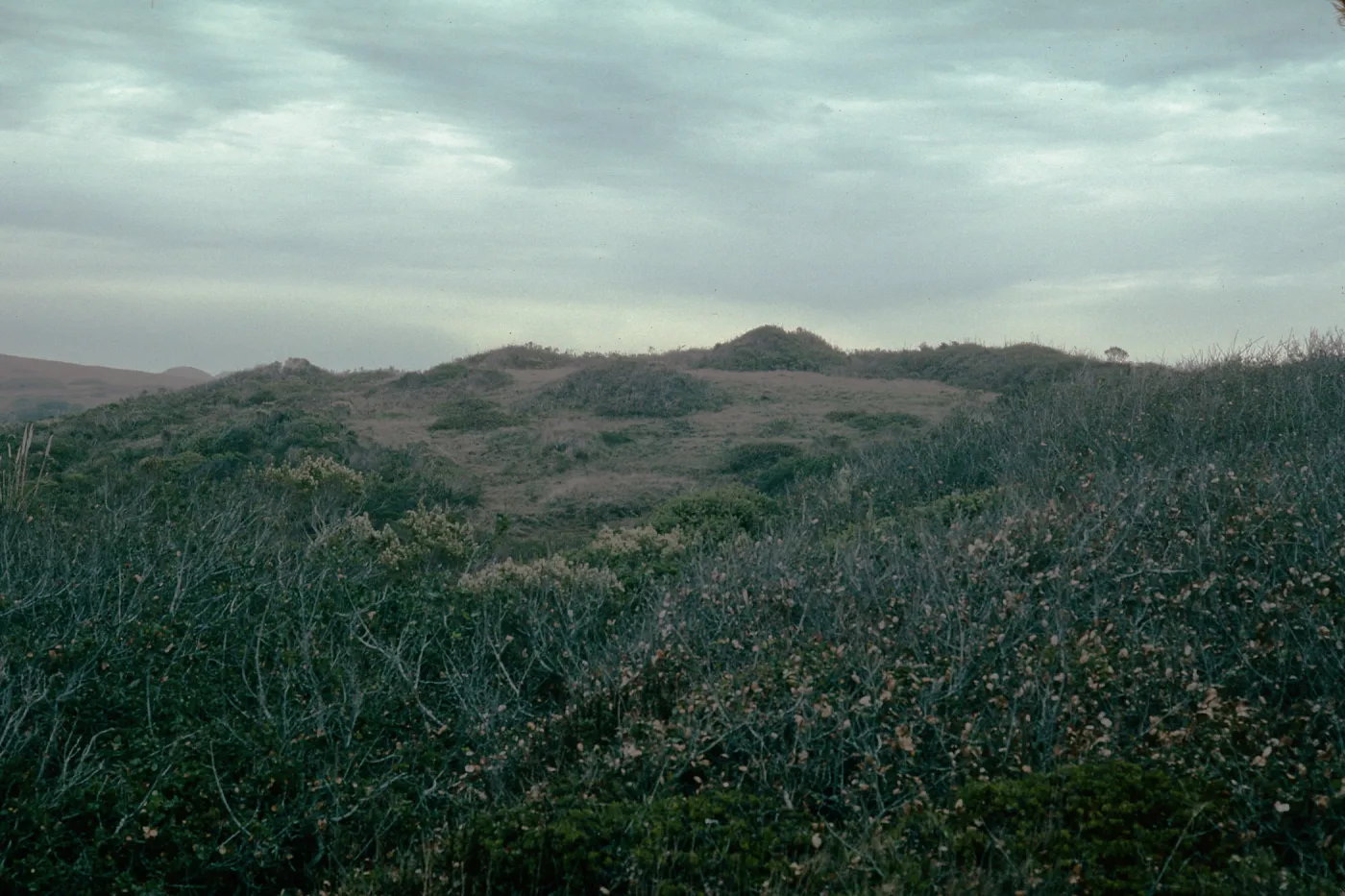 Calochortus clvatus Ssp. recurvifolius Arroyo de la Cruz; San Luis Obispo County