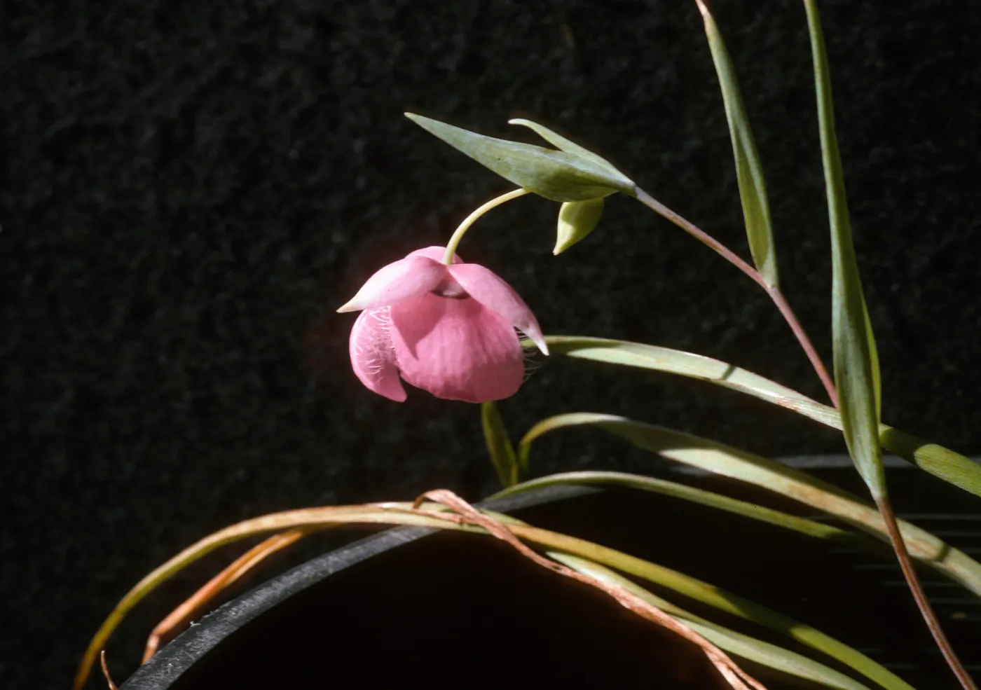Calochortus amoenus