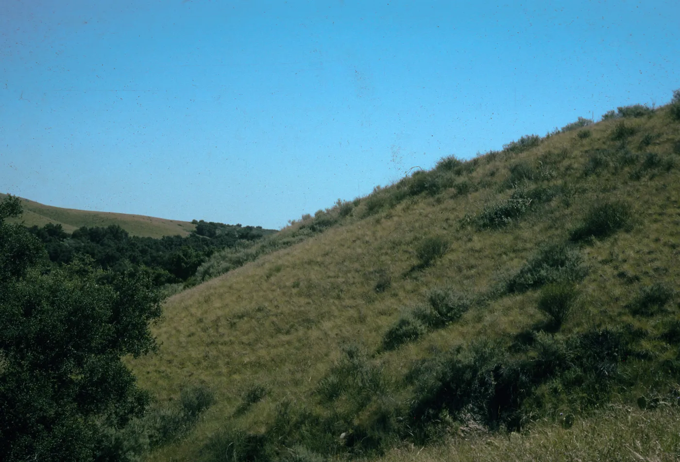Calochortus Catalinae Habitat, Santa Ana Mountains, Starr Ranch, National Audubon Soc. Bell Creek junction of Leslie Love Trail