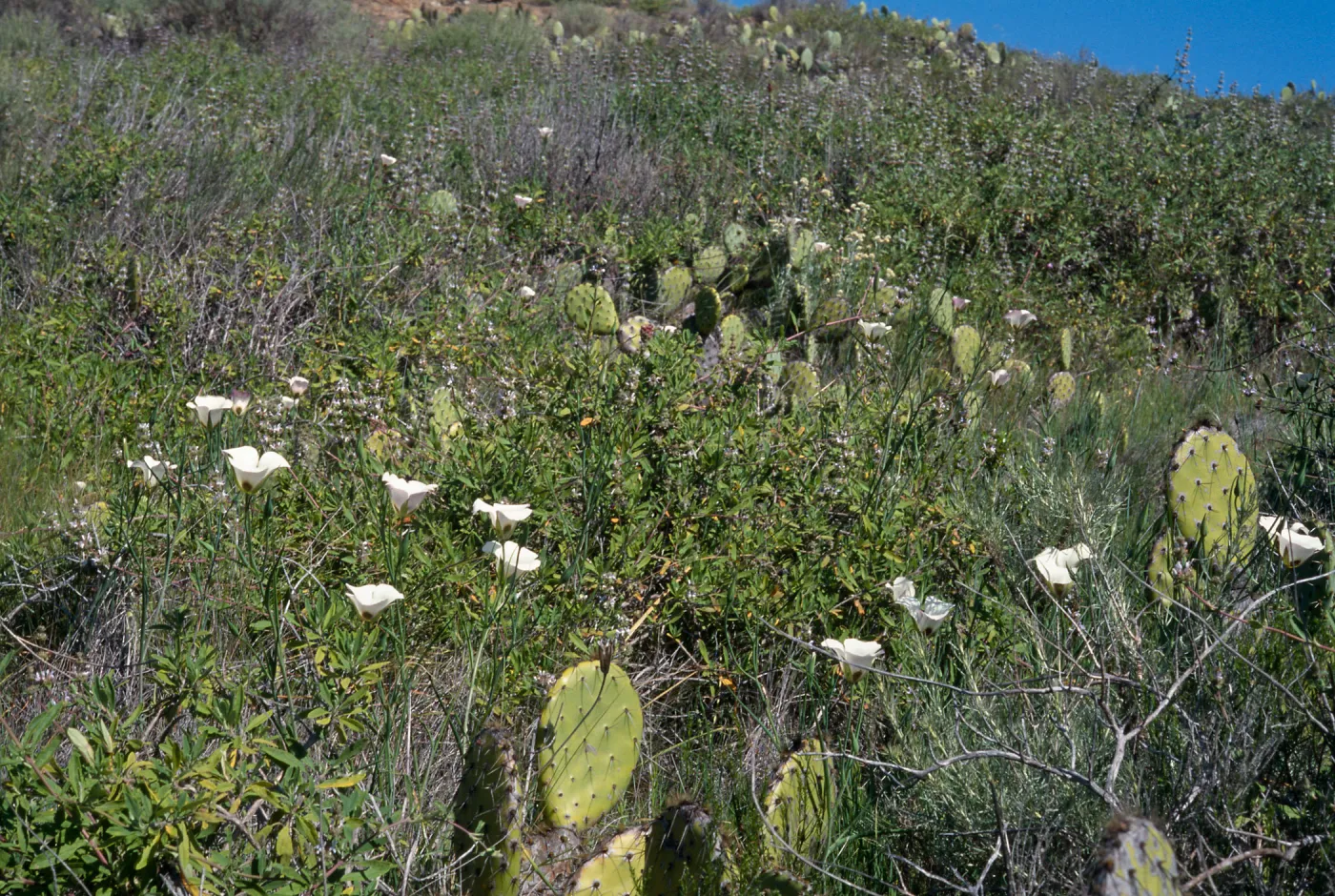 Santa Catalina Island, Cape Canyon, middle part of the island, Los Angeles County