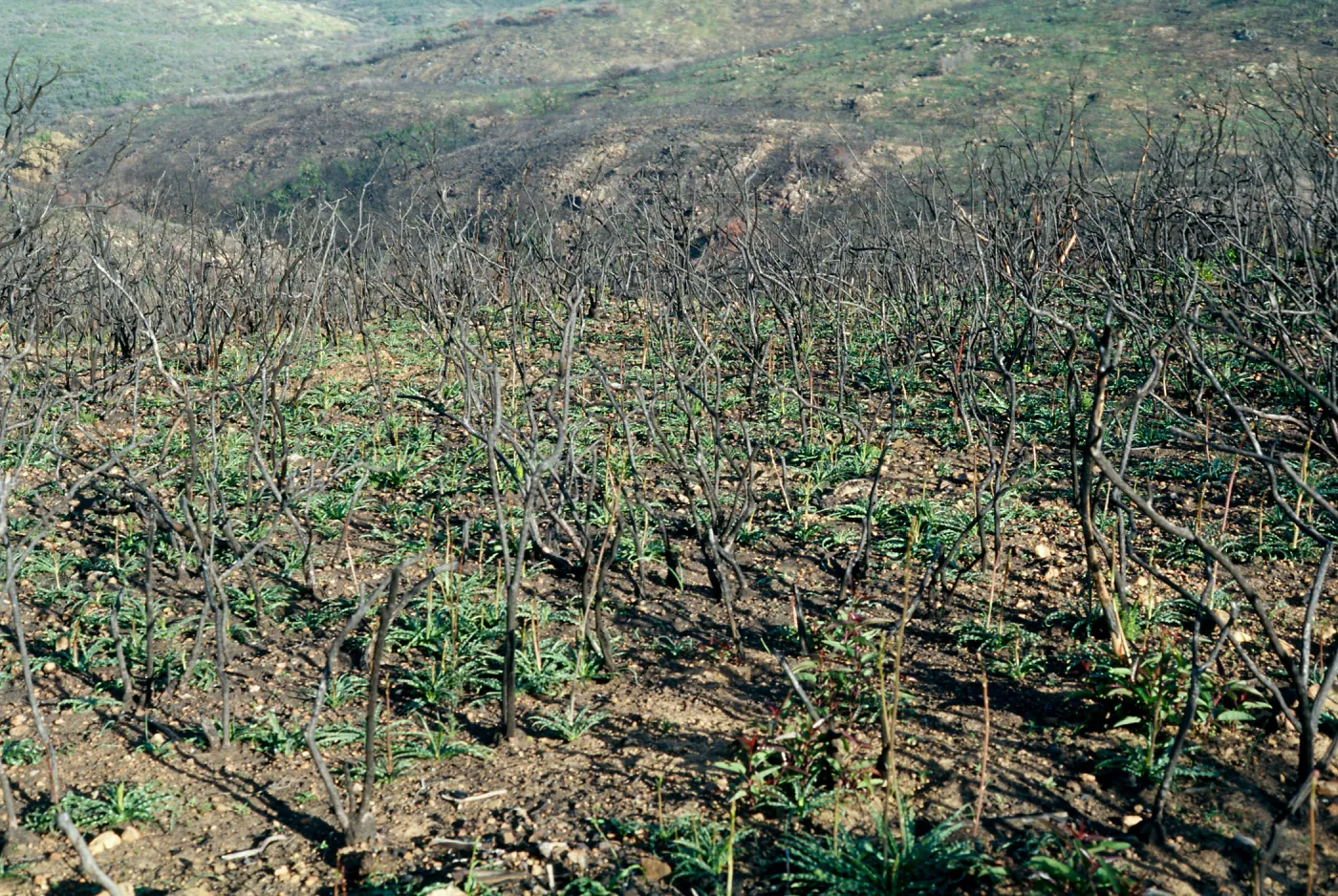 Chlorogalum pomeridianum Post Fire <1 year, Peninsular Range, San Ysidro Mountains; north face of San Miguel Mountain, along Miller Ranch Road to peak, San Diego County