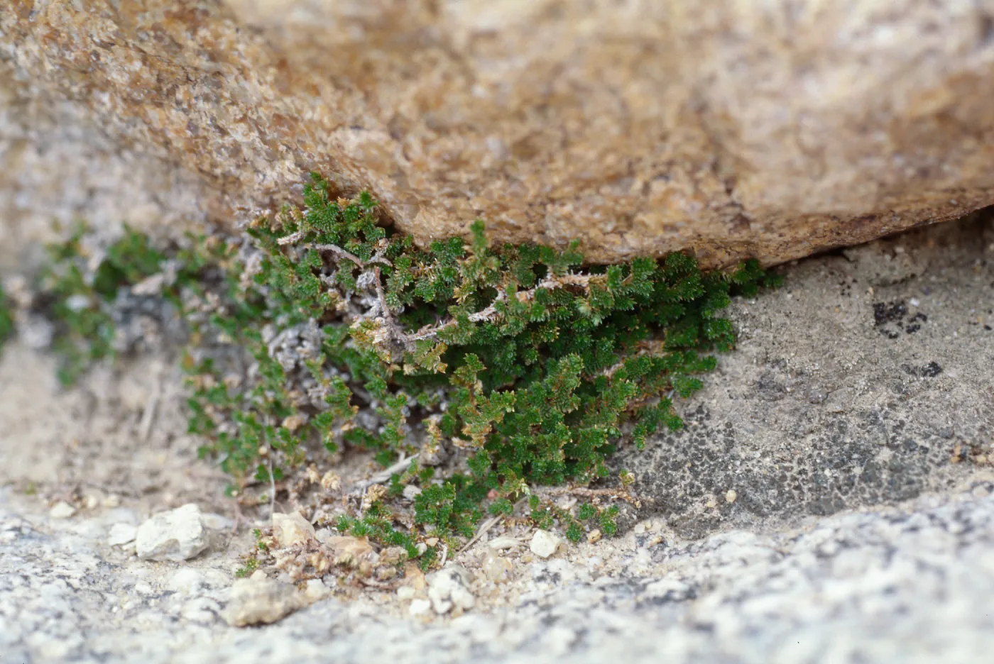 Selaginella eremophila