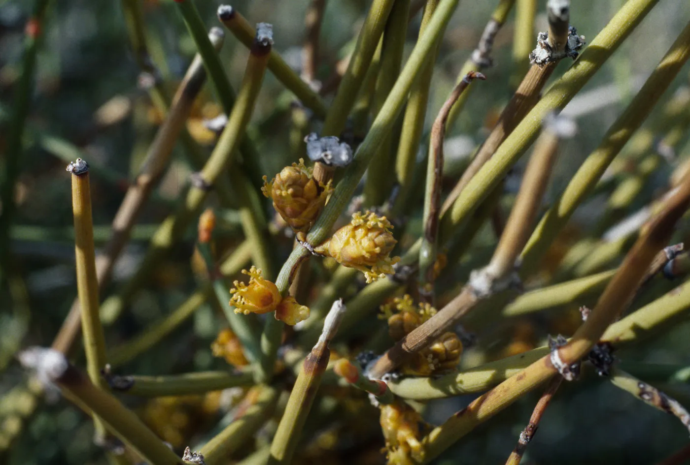 Ephedra nevadensis, Mojave Desert, MCAGCC, Bullion Training Area